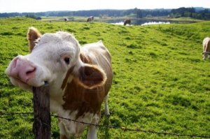 15769989-happy-cow-on-the-pasture-scratching-its-head-with-a-fence-post